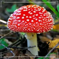 Спрей от невралгии, радикулита и т.д.