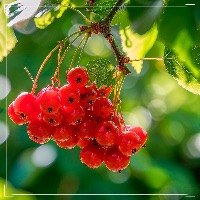 Про экстракт калины