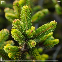 Про молодые побеги ели